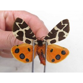 Arctiidae sp. China, Heilongjiang, Jiamusi. 1M. Moth-Arct-21209