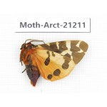 Arctiidae sp. China, Heilongjiang, Jiamusi. 1M. Moth-Arct-21211