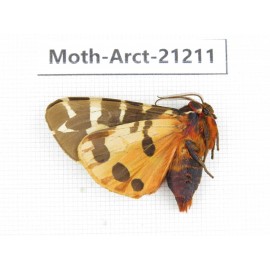 Arctiidae sp. China, Heilongjiang, Jiamusi. 1M. Moth-Arct-21211