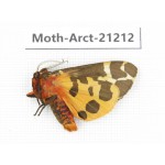 Arctiidae sp. China, Heilongjiang, Jiamusi. 1M. Moth-Arct-21212