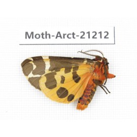 Arctiidae sp. China, Heilongjiang, Jiamusi. 1M. Moth-Arct-21212
