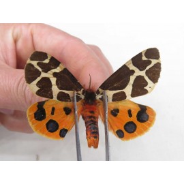 Arctiidae sp. China, Heilongjiang, Jiamusi. 1M. Moth-Arct-21212