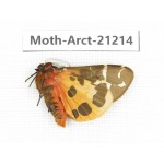 Arctiidae sp. China, Heilongjiang, Jiamusi. 1M. Moth-Arct-21214