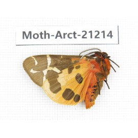 Arctiidae sp. China, Heilongjiang, Jiamusi. 1M. Moth-Arct-21214