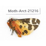 Arctiidae sp. China, Heilongjiang, Jiamusi. 1M. Moth-Arct-21216