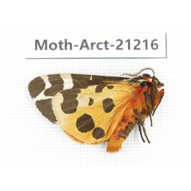 Arctiidae sp. China, Heilongjiang, Jiamusi. 1M. Moth-Arct-21216