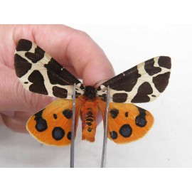Arctiidae sp. China, Heilongjiang, Jiamusi. 1M. Moth-Arct-21216