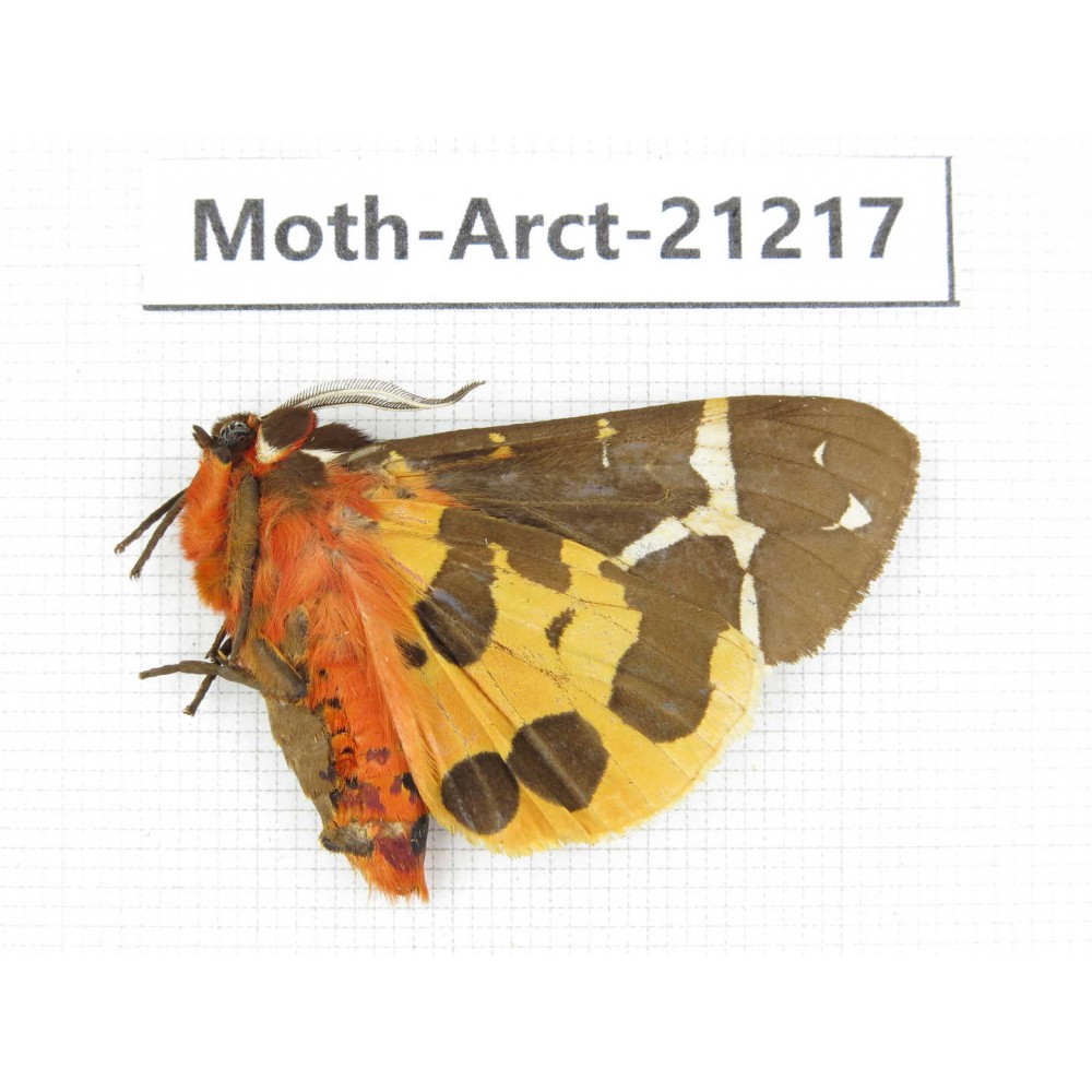 Arctiidae sp. China, Heilongjiang, Jiamusi. 1M. Moth-Arct-21217
