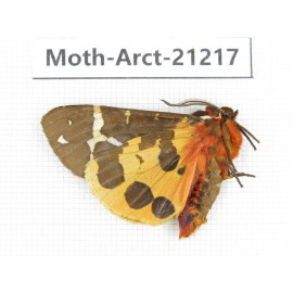 Arctiidae sp. China, Heilongjiang, Jiamusi. 1M. Moth-Arct-21217