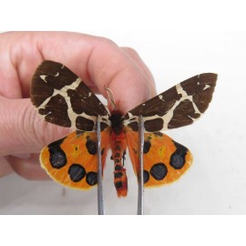 Arctiidae sp. China, Heilongjiang, Jiamusi. 1M. Moth-Arct-21217
