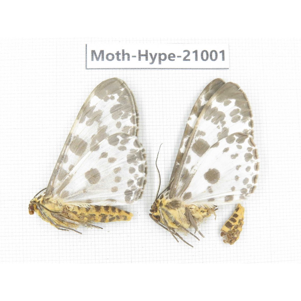 Arctiidae sp. China, Sichuan, Ganzi area, Mt.Gonggashan. 2Pcs. Moth-Hype-21001