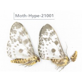 Arctiidae sp. China, Sichuan, Ganzi area, Mt.Gonggashan. 2Pcs. Moth-Hype-21001
