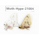 Arctiidae sp. China, Sichuan, Ganzi area, Mt.Gonggashan. 2Pcs. Moth-Hype-21004