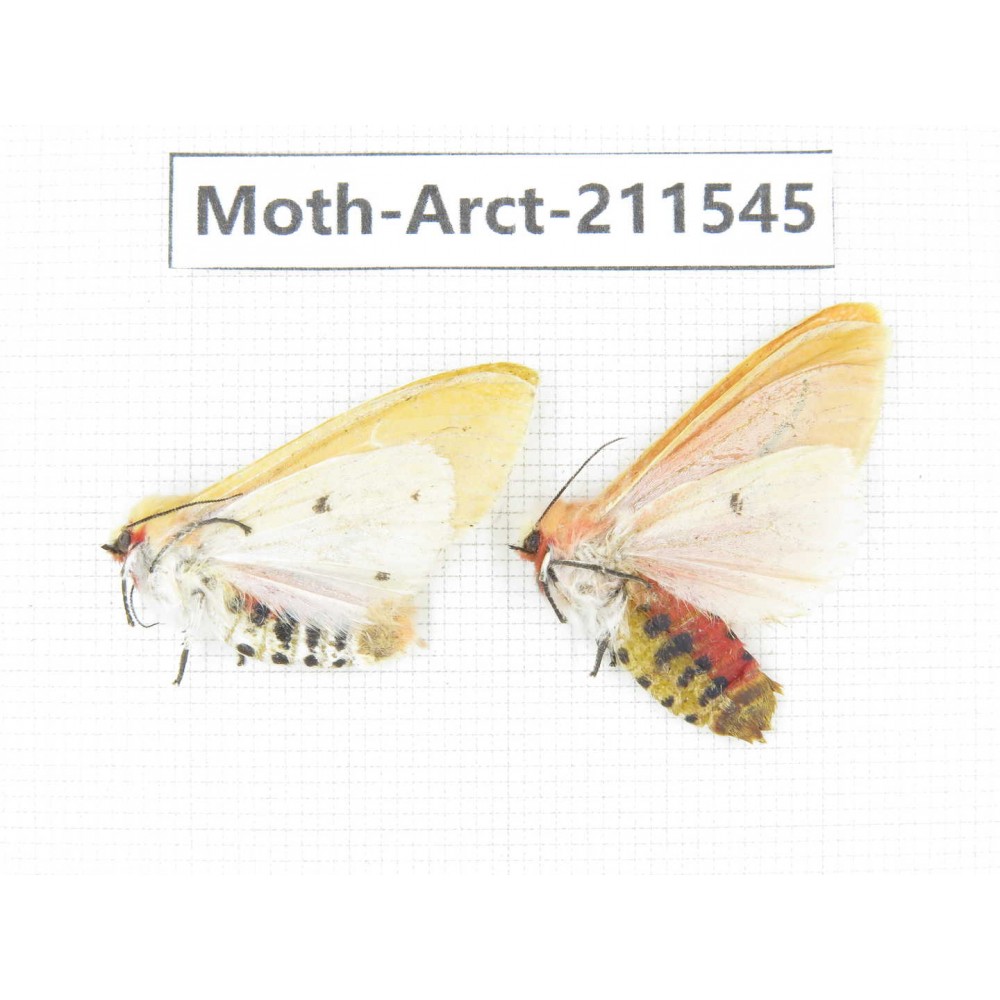 Arctiidae sp. China, Tibet, Linzhi area, Bomi county. 2Pcs. Moth-Arct-211545.