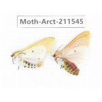Arctiidae sp. China, Tibet, Linzhi area, Bomi county. 2Pcs. Moth-Arct-211545.