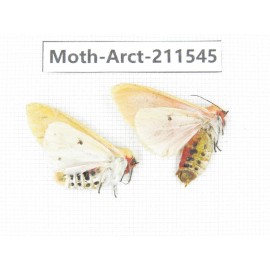 Arctiidae sp. China, Tibet, Linzhi area, Bomi county. 2Pcs. Moth-Arct-211545.