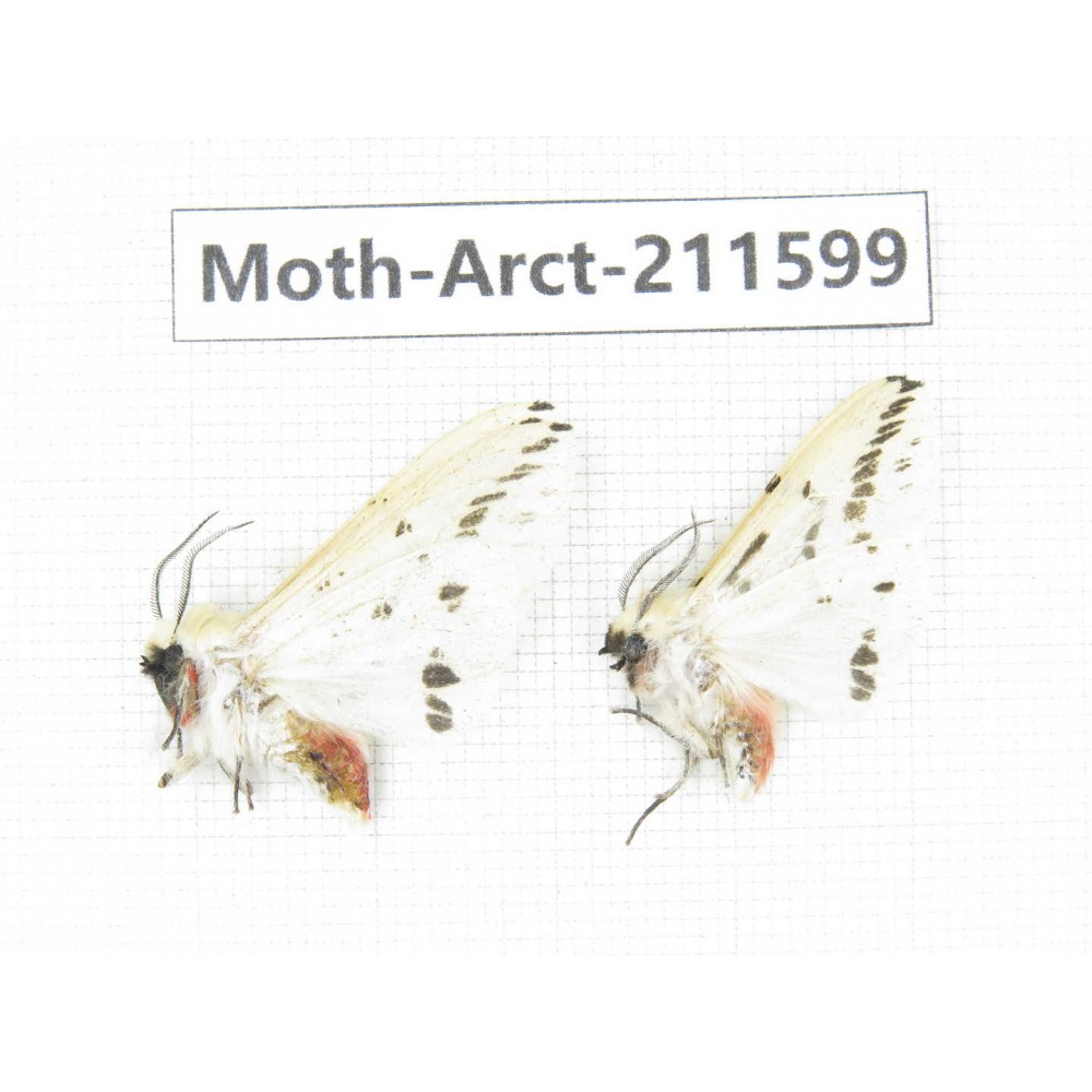 Arctiidae sp. China, Tibet, Linzhi area, Bomi county. 2Pcs. Moth-Arct-211599.