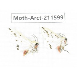 Arctiidae sp. China, Tibet, Linzhi area, Bomi county. 2Pcs. Moth-Arct-211599.