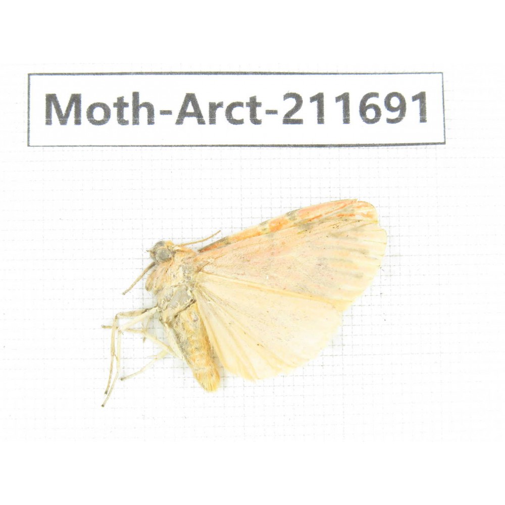 Arctiidae sp. China, Tibet, Linzhi area, Bomi county. 1Pcs. Moth-Arct-211691.