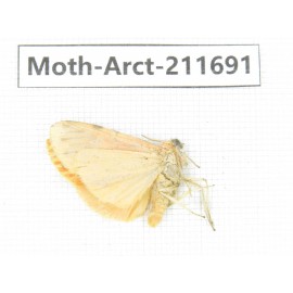 Arctiidae sp. China, Tibet, Linzhi area, Bomi county. 1Pcs. Moth-Arct-211691.