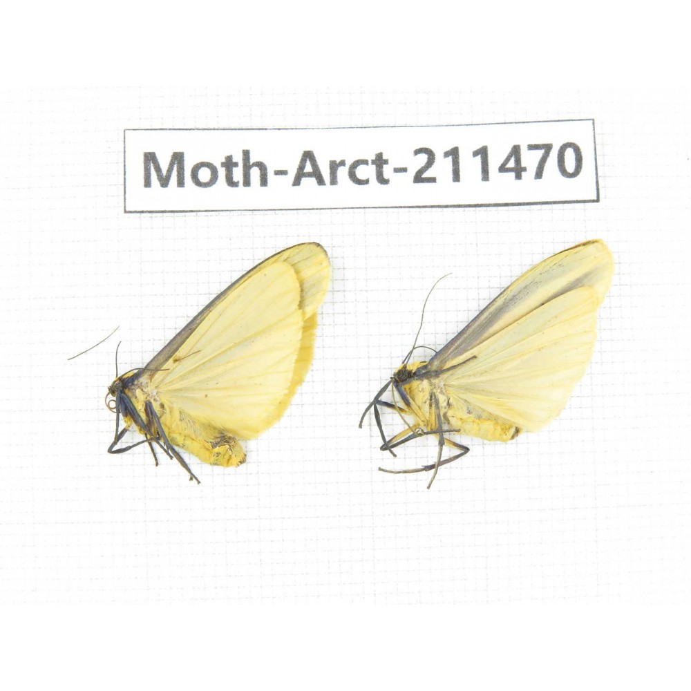 Arctiidae sp. China, Tibet, Linzhi, Bomi county. 2Pcs. Moth-Arct-211470.