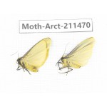 Arctiidae sp. China, Tibet, Linzhi, Bomi county. 2Pcs. Moth-Arct-211470.