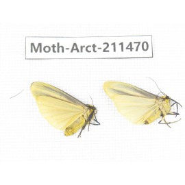 Arctiidae sp. China, Tibet, Linzhi, Bomi county. 2Pcs. Moth-Arct-211470.