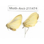 Arctiidae sp. China, Tibet, Linzhi, Bomi county. 2Pcs. Moth-Arct-211474.