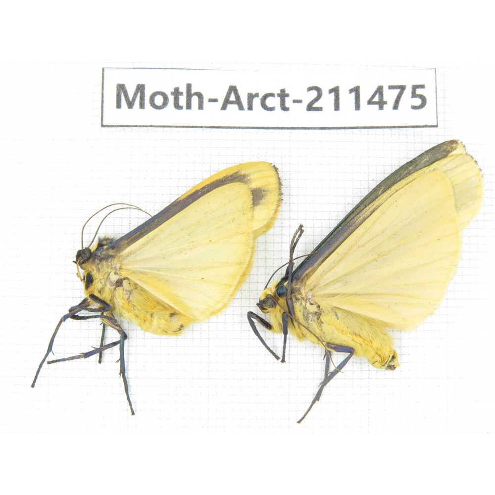 Arctiidae sp. China, Tibet, Linzhi, Bomi county. 2Pcs. Moth-Arct-211475.