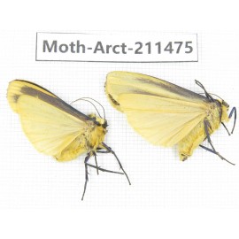 Arctiidae sp. China, Tibet, Linzhi, Bomi county. 2Pcs. Moth-Arct-211475.