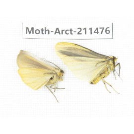 Arctiidae sp. China, Tibet, Linzhi, Bomi county. 2Pcs. Moth-Arct-211476.