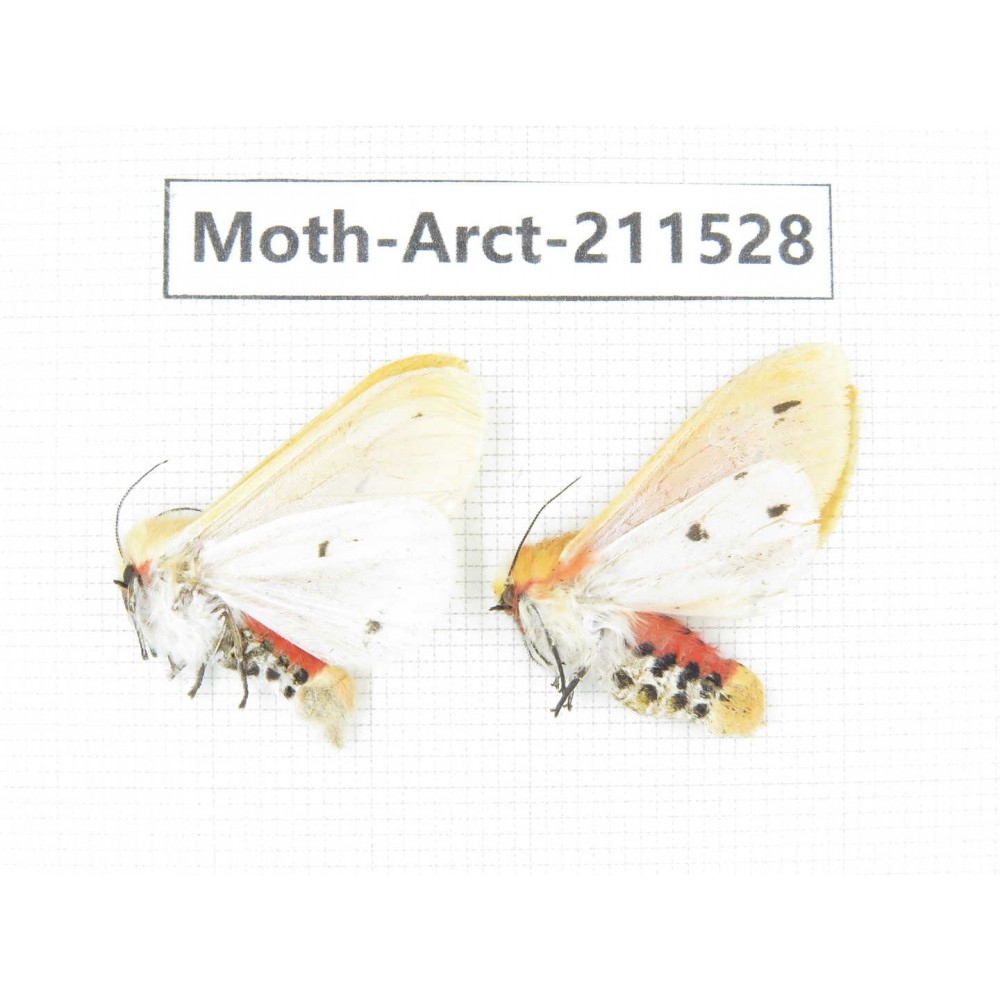 Arctiidae sp. China, Tibet, Linzhi, Bomi county. 2Pcs. Moth-Arct-211528.