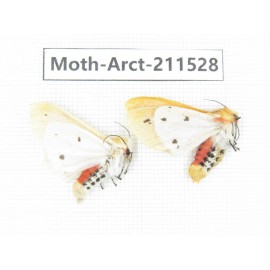 Arctiidae sp. China, Tibet, Linzhi, Bomi county. 2Pcs. Moth-Arct-211528.