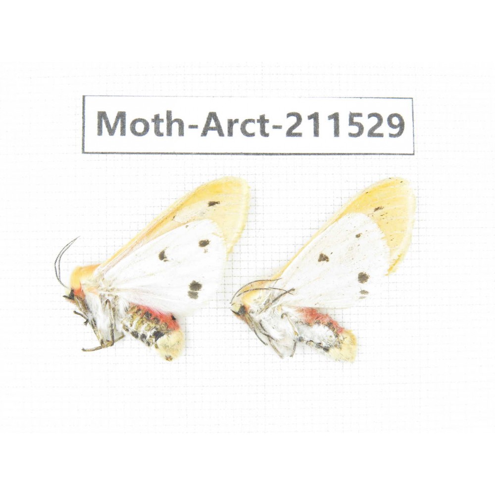 Arctiidae sp. China, Tibet, Linzhi, Bomi county. 2Pcs. Moth-Arct-211529.