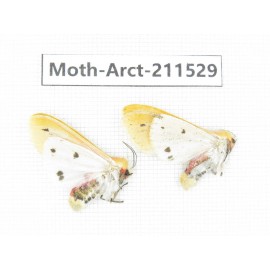Arctiidae sp. China, Tibet, Linzhi, Bomi county. 2Pcs. Moth-Arct-211529.
