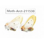 Arctiidae sp. China, Tibet, Linzhi, Bomi county. 2Pcs. Moth-Arct-211530.