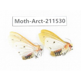 Arctiidae sp. China, Tibet, Linzhi, Bomi county. 2Pcs. Moth-Arct-211530.
