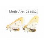 Arctiidae sp. China, Tibet, Linzhi, Bomi county. 2Pcs. Moth-Arct-211532.