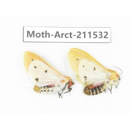Arctiidae sp. China, Tibet, Linzhi, Bomi county. 2Pcs. Moth-Arct-211532.