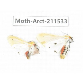 Arctiidae sp. China, Tibet, Linzhi, Bomi county. 2Pcs. Moth-Arct-211533.