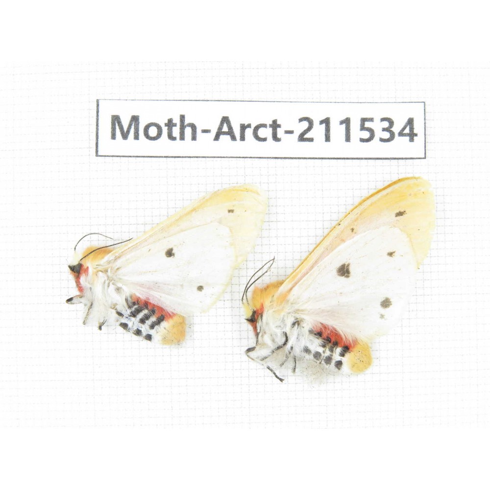 Arctiidae sp. China, Tibet, Linzhi, Bomi county. 2Pcs. Moth-Arct-211534.