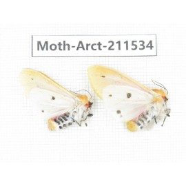 Arctiidae sp. China, Tibet, Linzhi, Bomi county. 2Pcs. Moth-Arct-211534.