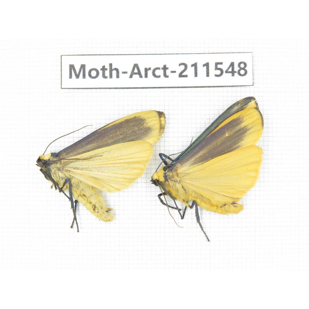 Arctiidae sp. China, Tibet, Linzhi, Bomi county. 2Pcs. Moth-Arct-211548.