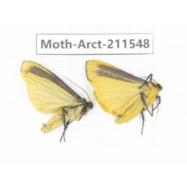 Arctiidae sp. China, Tibet, Linzhi, Bomi county. 2Pcs. Moth-Arct-211548.