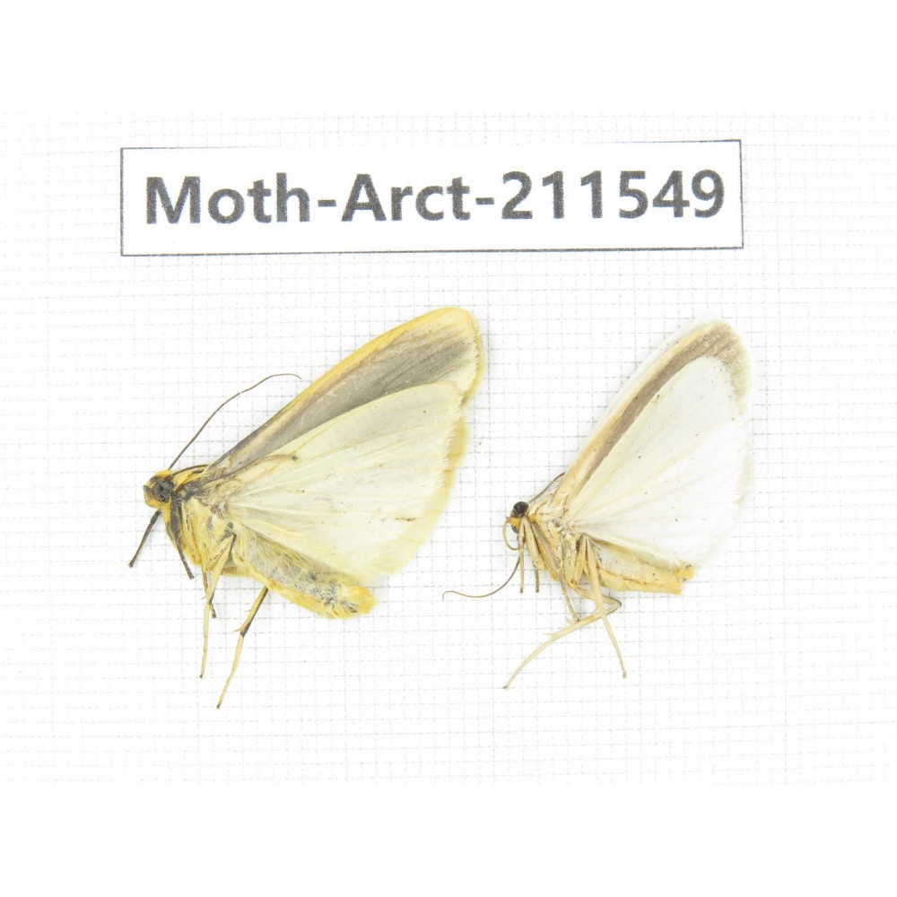 Arctiidae sp. China, Tibet, Linzhi, Bomi county. 2Pcs. Moth-Arct-211549.