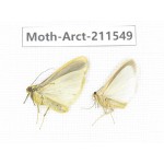 Arctiidae sp. China, Tibet, Linzhi, Bomi county. 2Pcs. Moth-Arct-211549.