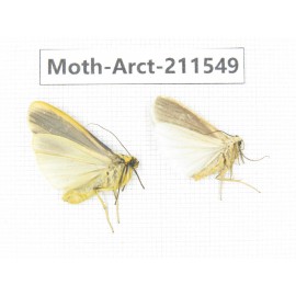 Arctiidae sp. China, Tibet, Linzhi, Bomi county. 2Pcs. Moth-Arct-211549.