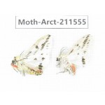 Arctiidae sp. China, Tibet, Linzhi, Bomi county. 2Pcs. Moth-Arct-211555.