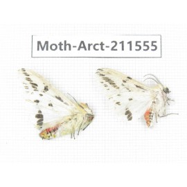 Arctiidae sp. China, Tibet, Linzhi, Bomi county. 2Pcs. Moth-Arct-211555.