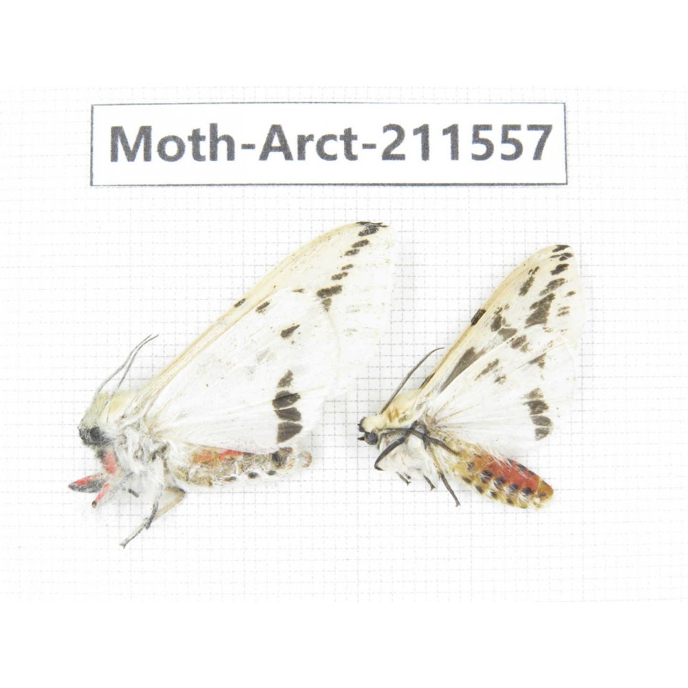 Arctiidae sp. China, Tibet, Linzhi, Bomi county. 2Pcs. Moth-Arct-211557.